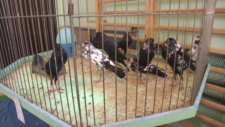 2016-01-25golebie.mp4