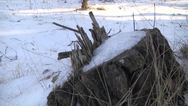 2017-01-23drzewa.mp4