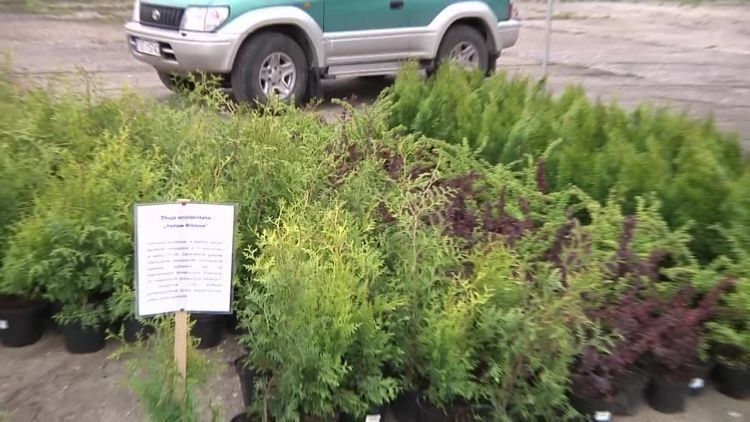 2017-05-08drzewka.mp4