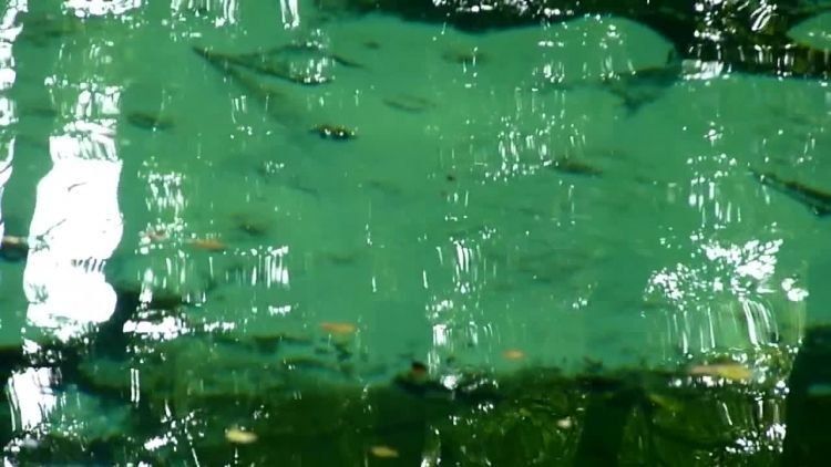 2017-07-28zrodla.mp4