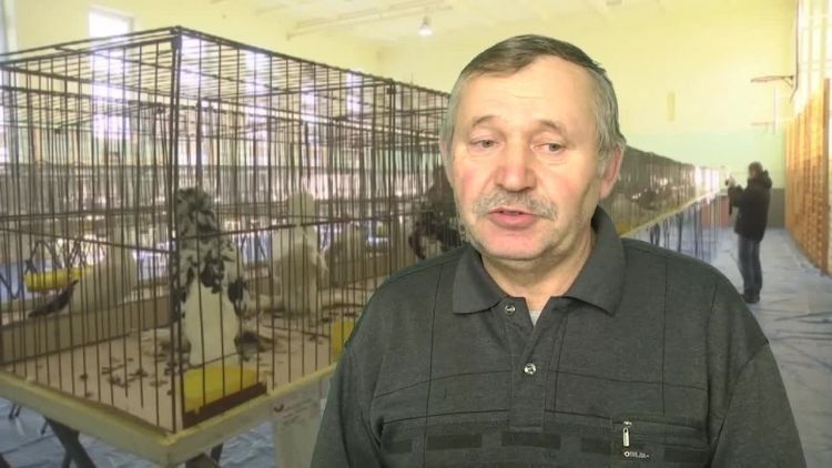 2018-01-16golebie.mp4