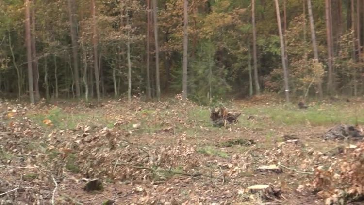 2018-10-26akornik.mp4