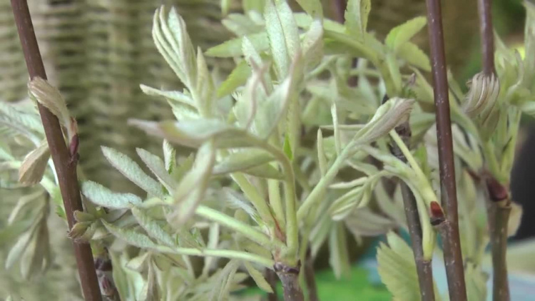 2019-04-26sadzonki.mp4