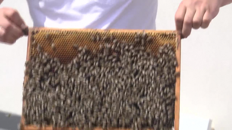 2019-07-26pasieka.mp4