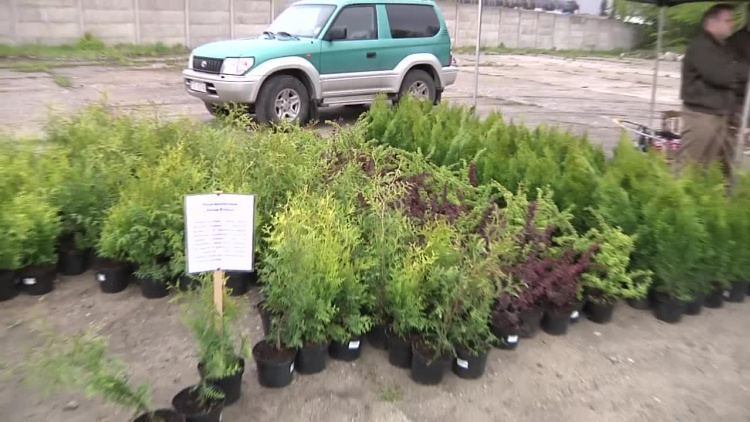 2019-11-05drzewko.mp4