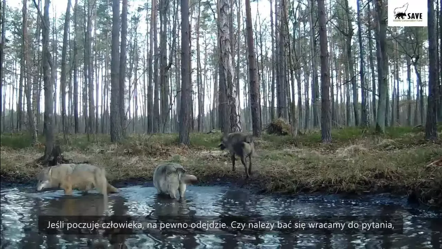 w-swiecie-lesnej-przyrody.mp4