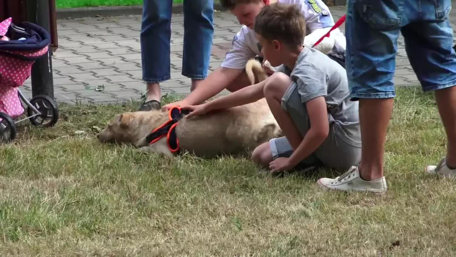 2023-07-14-schronisko.mp4