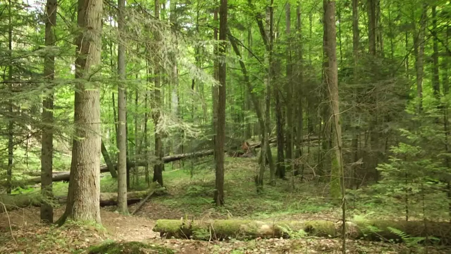 2023-08-04-kleszcze.mp4