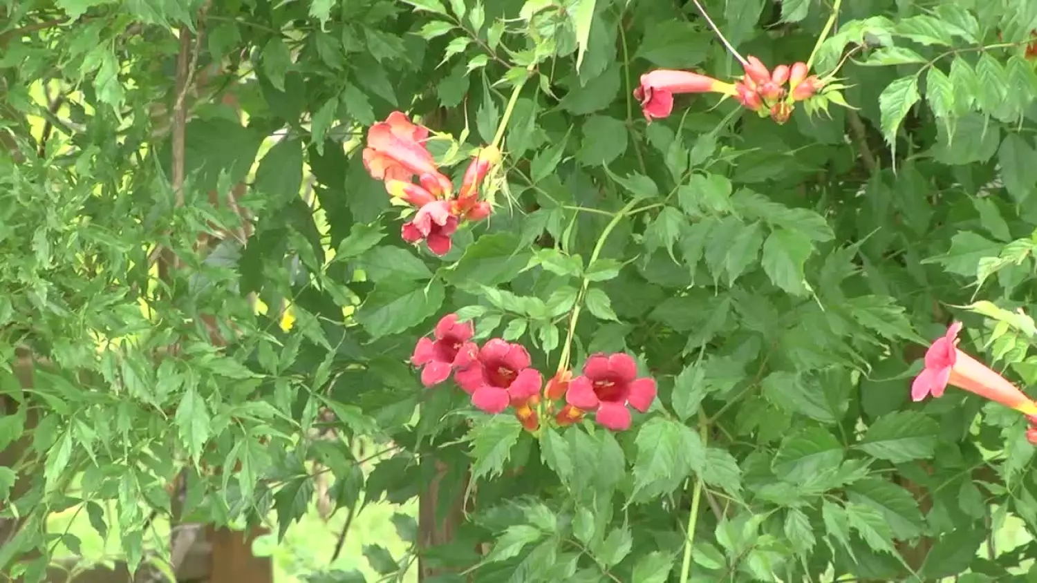 2023-08-14-mb-zielna.mp4