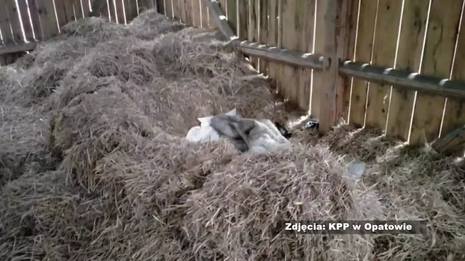 2023-10-30alimenciarz-9b91c3a.mp4