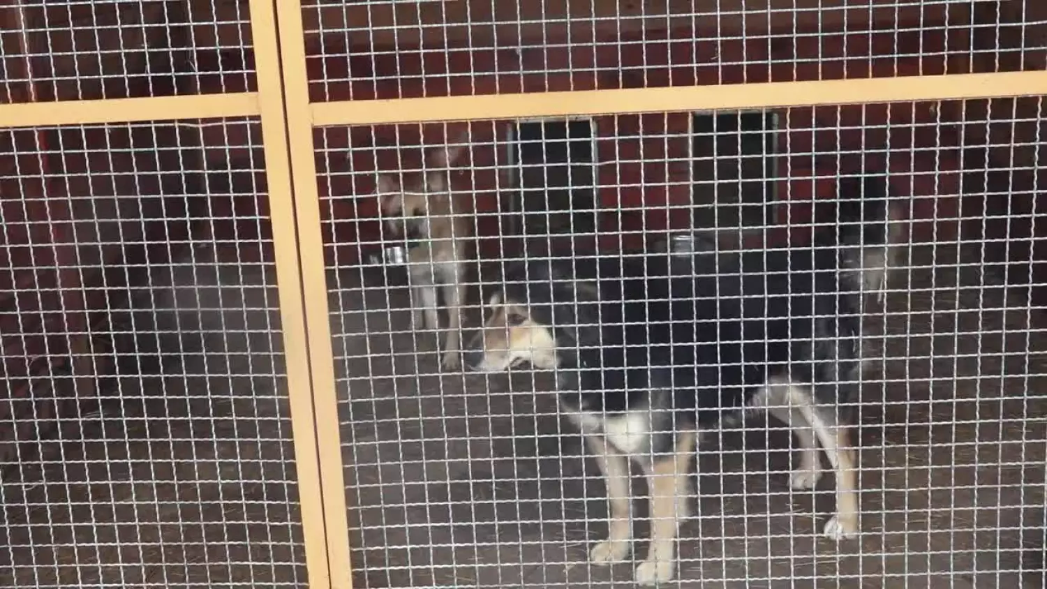 2023-12-11schronisko.mp4