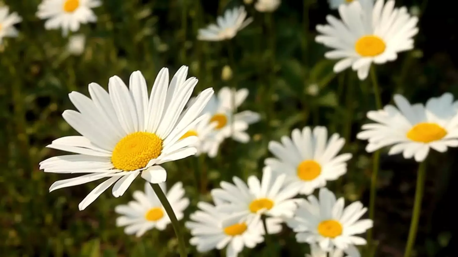 2024-07-03-gorzkowska.mp4