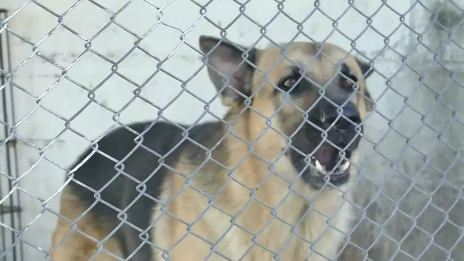 2024-12-30-petardy.mp4