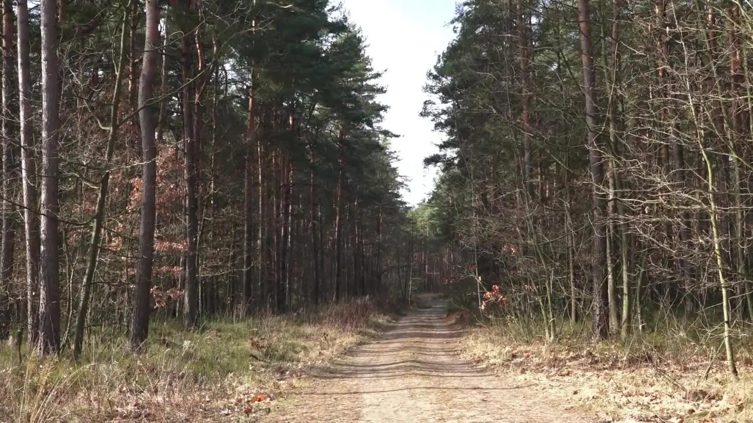 2025-02-12-lasy-posel-wojtyszek.mp4