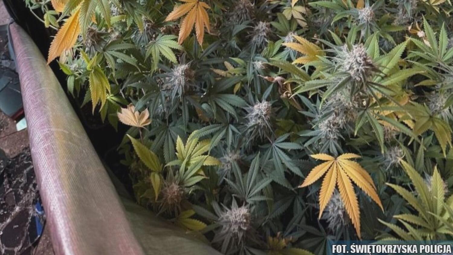 2025-02-17-policja-strona.mp4