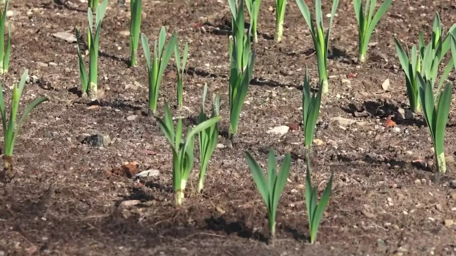 2025-04-10-zonkile.mp4