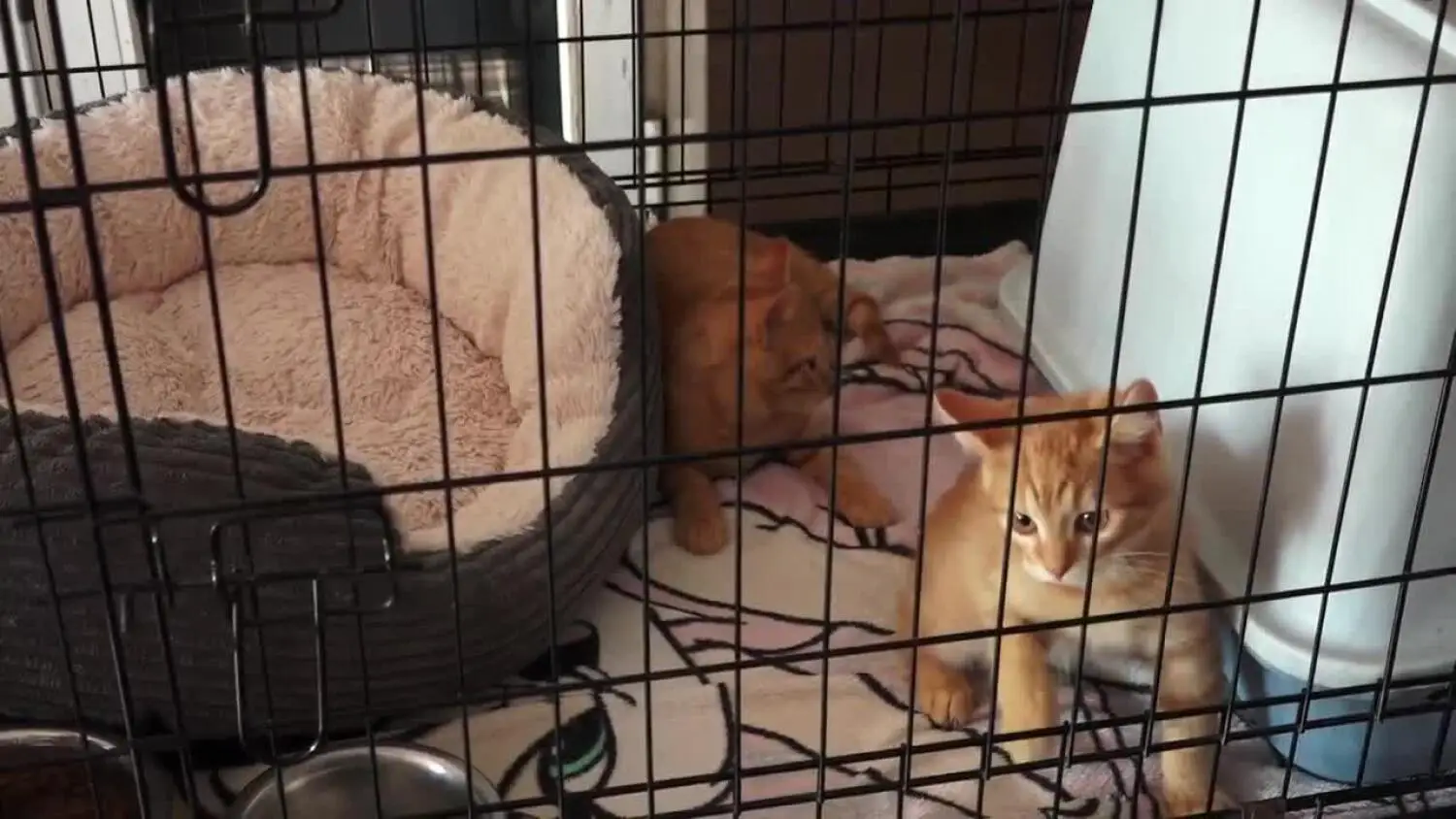 2025-09-05-schronisko.mp4