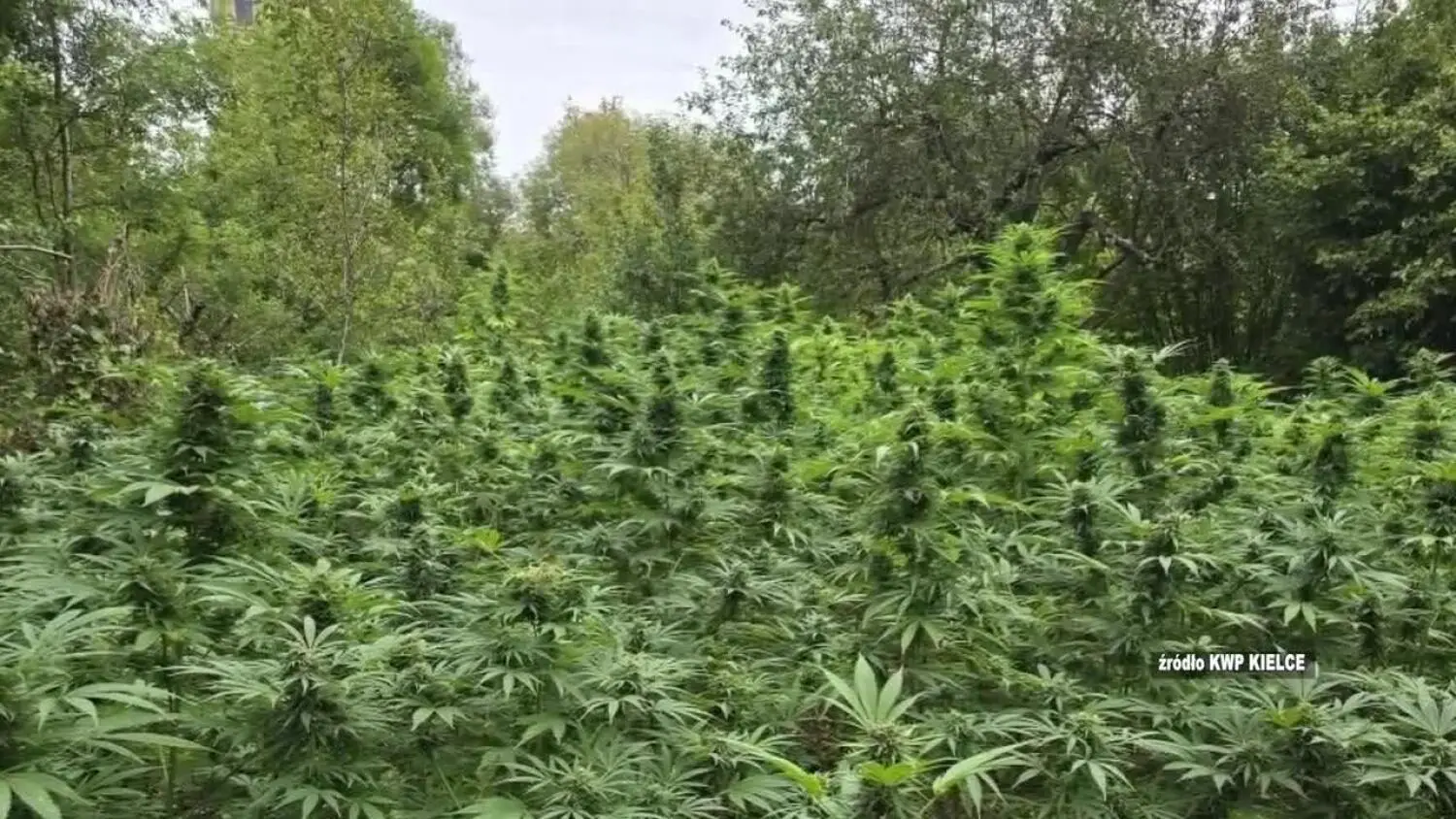 2025-09-29-policja.mp4