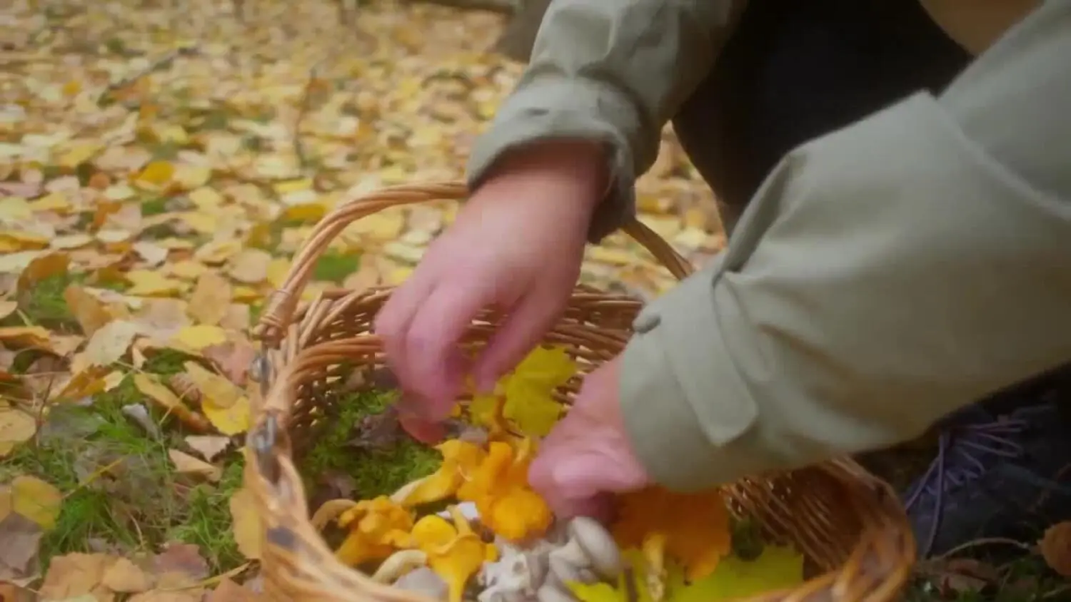 2025-10-17-grzyby.mp4