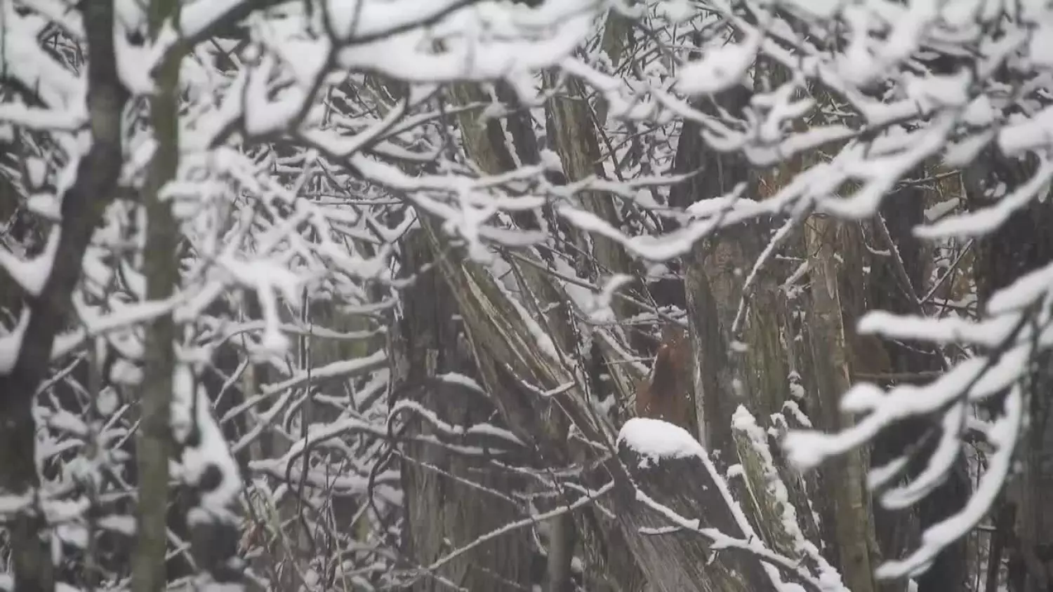 2026-01-12-policja.mp4