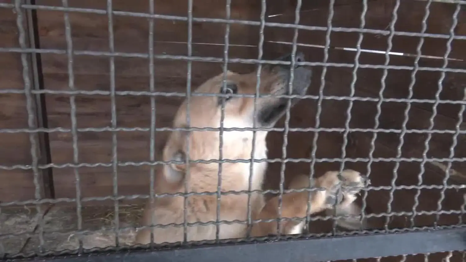 2026-01-30-schronisko.mp4