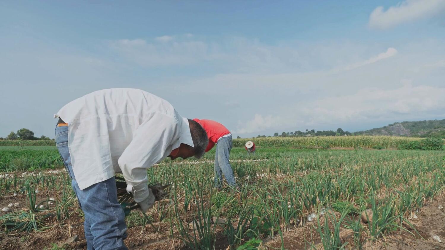 2026-02-25-rolnicyok.mp4